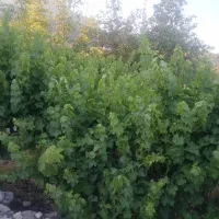 زمین-باغ-شهری-دشت-ارژن
