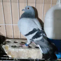 کبوترپلاکی