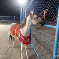 اسب سالم|اسب و تجهیزات اسب‌سواری|جیرفت, |دیوار