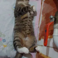 گمشده|حیوانات|آق قلا, |دیوار