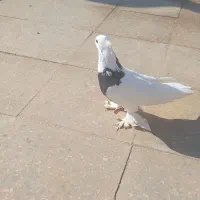 کفتر طوقی ماده