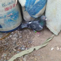 کفتر|پرنده|نهبندان, |دیوار