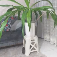 گل با گلدون