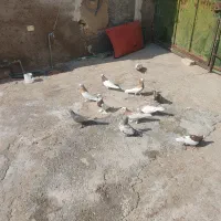 پرنده