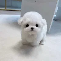 پودل