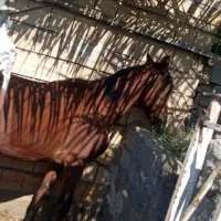 اسب نریون سن ۵ عرب قیمت ۱۸ملیون