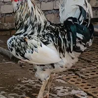 مرغ و خروس|حیوانات مزرعه|اهواز, کوی ابوالفضل|دیوار