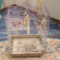 فروش عروس هلندی با قفس