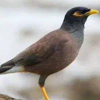 مرغ مینا بالاسی ایسترم