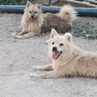 توله سگ پا کوتاه پامر|سگ|کرج, گلشهر|دیوار