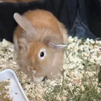 خرگوش لوپ بازیگوش با وسایل به فروش میرسد|موش و خرگوش|اردبیل, |دیوار