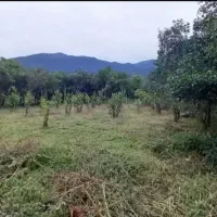 زمین.باغی|فروش زمین و ملک کلنگی|چابکسر, |دیوار