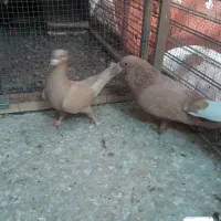 کفتر جفتی|پرنده|چترود, |دیوار