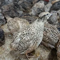 فروش بلدرچین