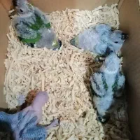 تعدادی جوجه خورشیدی سرلاکی  ،ملنگو گرینچیک