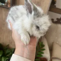 بچه خرگوش لوپ|موش و خرگوش|کرمان, |دیوار