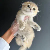 پیش فروش گربه گلد