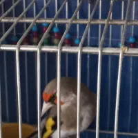 سهره کرمانی مست بچه قفس