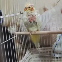 جوجه عروس