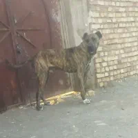 واگذاری سگ خراسانی نگهبان و گله
