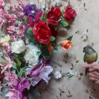 طوطی گرینچیک یلوساید نر دو و نیم ساله کامل دستی|پرنده|یزد, |دیوار