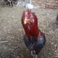 خروس لاری درشت سرحال واکسن خورده