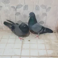 جفت نر و ماده سبز فروشی|پرنده|بندر ماهشهر, |دیوار