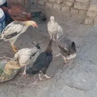 جوجه خروس و مرغ لاری اصیل|حیوانات مزرعه|زاهدان, |دیوار