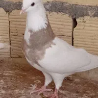 طوقی|پرنده|قم, شاه سید علی|دیوار