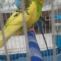 یک جفت مرغ عشق بالغ