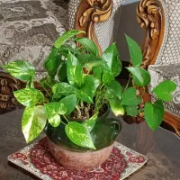 گل پتوس|گل و گیاه طبیعی|تهران, شهرک خرازی|دیوار
