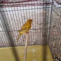 قناری|پرنده|شاهینشهر, خانه کارگر|دیوار