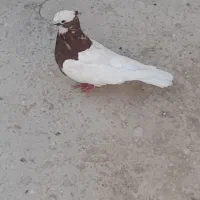 اسباب بازی طوقی سرخ  (گرفتنی)