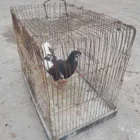 کبوترماده خال افشون