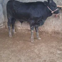 گوساله نر وگاو شیری