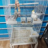 عروس هلندی لوتینوسینامون
