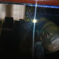 ماهی اسکار|ماهی|تربتحیدریه, شهرک ولیعصر|دیوار