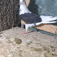 جوجه کفتر|پرنده|هشتگرد, قاسم آباد بزرگ|دیوار