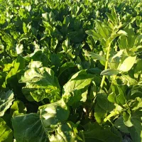 سبزی ابپز خوش طعم