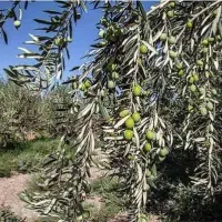 سرکاریگر زیتونم برای شهر منجیل .گیلان|استخدام صنعتی، فنی، مهندسی|بوکان, |دیوار