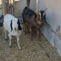 فروش کولار و بز جوان ترکی قصابی|حیوانات مزرعه|رحمتآباد, |دیوار
