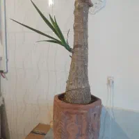 گل یوکا بنسای