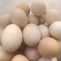 تخم مرغ محلی