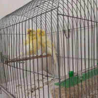 جفت قناری فر|پرنده|تهران, حشمتیه|دیوار