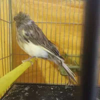 قناری نر گلاستر