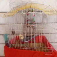 فروش عروس هلندی سخنگو
