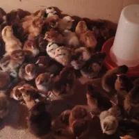 جوجه یک روزه گلپایگان و گلین|حیوانات مزرعه|آمل, |دیوار