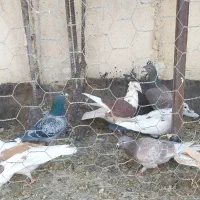 ۲۲ عدد پلاکی پرشی|پرنده|خواف, |دیوار