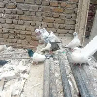 کفتر.پرشی.۱۶عدد