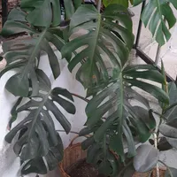 گل برگ انجیری